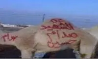 عکس: ذبح شتر برای روح «شهید صدام»