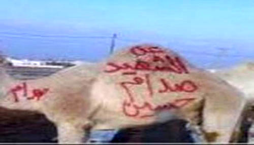 عکس: ذبح شتر برای روح «شهید صدام»