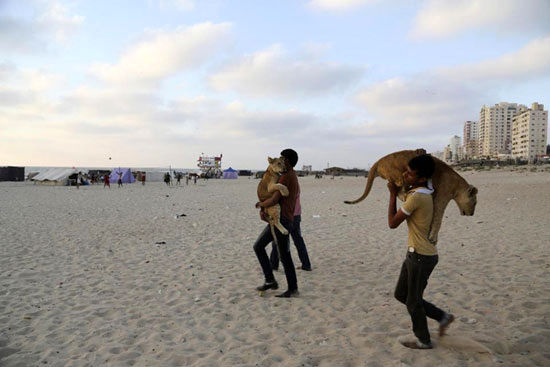 عکس: نوجوان غزه‌ای توله‌ شیرها را تحویل‌ داد