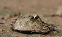 قورباغه شاخدار؛ حریص‌ترین جاندار زمین!