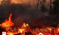 اعلام ممنوعیت خریدوفروش زغال جنگلی در دیوار