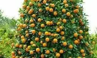 شباهت درخت پرمیوه مازندرانی به درخت کریسمس