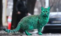 گربه‌ای که یک کشور را به هم ریخت! +عکس