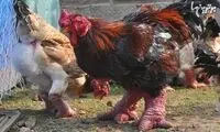 مرغ و خروس هایی با پاهای اژدها! +عکس