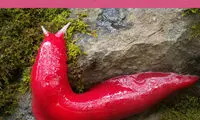 دانستنی‌های جالب؛ شکنجه دردناک قرون وسطی!