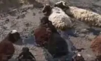 گله گوسفند در قیر گیر افتاد