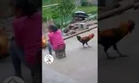 خروس رزمی‌کار، فنون کونگ‌فو را روی سگ اجرا کرد!
