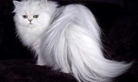 گربه ایرانی (Persian Cat) دوست داشتنی