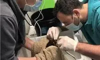 ماجرای عجیب یک ماهی که به دندانپزشکی رفت!