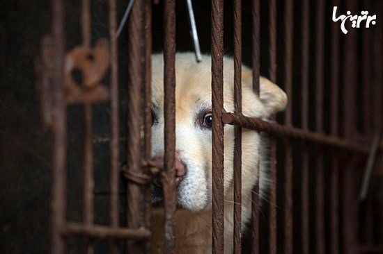 اولین کشور آسیایی که خوردن سگ و گربه را ممنوع کرد