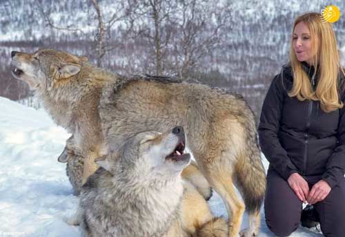 دوستی عجیب یک خانم با گرگ‌ها