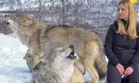 دوستی عجیب یک خانم با گرگ‌ها