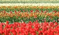 کرونا باعث نابودی ۱۴۰میلیون گل لاله در هلند شد