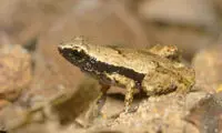قورباغه‌ی عجیب که با دهان خود می‌شنود