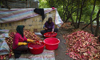 یاقوت سرخ هورامان‎