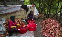 یاقوت سرخ هورامان‎
