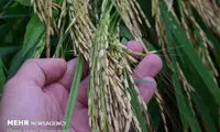 خسارت بارش باران به مزارع برنج در آستارا