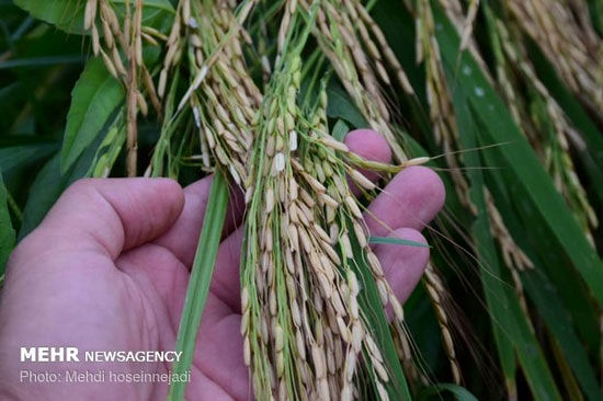 خسارت بارش باران به مزارع برنج در آستارا