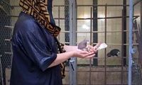 تصاویری کمتر دیده شده از عشق‌بازیِ زنان کفترباز