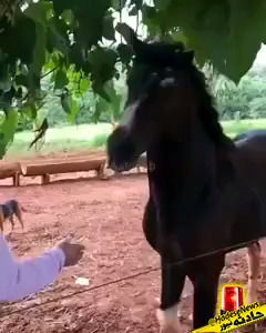 حمله عجیب اسب عصبی به یک مرد در حین نوازش!