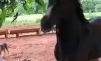 حمله عجیب اسب عصبی به یک مرد در حین نوازش!