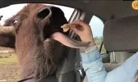 ویدیویی از غافلگیری یک زن توسط این بوفالوی گرسنه