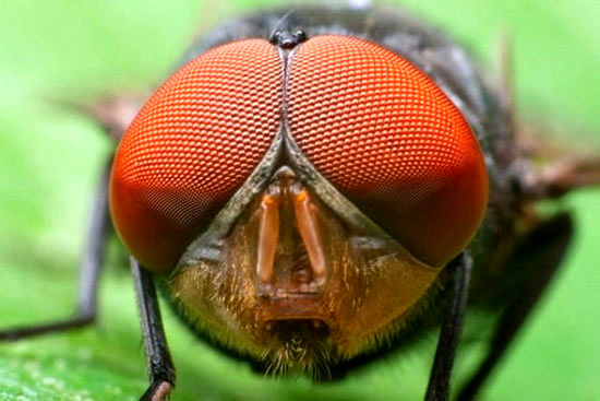 تولید سلول خورشیدی با الهام از چشم حشرات