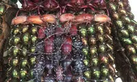 یک کار هنری عجیب؛ مجسمه ای از حشرات مرده!