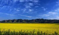 زیبایی های بی پایان مزارع اسطوخودوس
