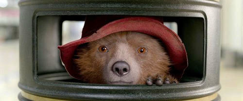 خرس پشمالو، ستاره این روزهای هالیوود