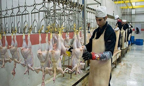 حقوق و مزایای ناظران شرعی واردات مرغ از ترکیه