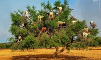 بز درختی در مراکش! +عکس