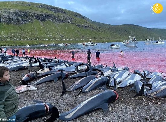 کشتار وحشیانه ۱۴۰۰ دلفین در جزایر فارو