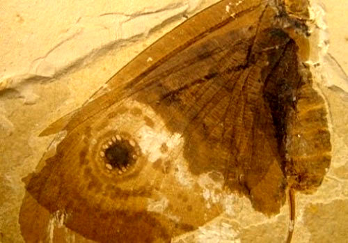 قدیمی‌ترین فسیل پروانه جهان +عکس