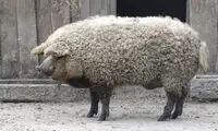 خوک گوسفندی! +عکس