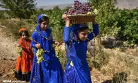برداشت انگور از تاکستان‌های استان فارس