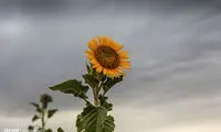 مزرعه آفتابگردان در خراسان شمالی