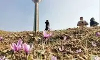 تصویری از کاشت زعفران در برج میلاد