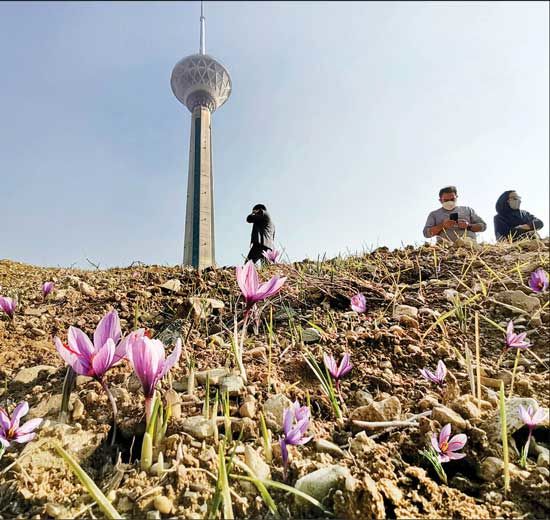 تصویری از کاشت زعفران در برج میلاد