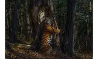 عکس سال حیات وحش انتخاب شد