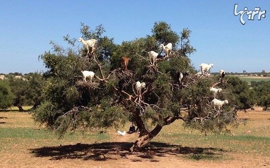 تصاویر باورنکردنی بزهای درختی در مراکش