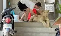 توله‌شیر دست‌آموز در کامبوج توقیف شد
