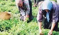 زنان در طول تاریخ چه کاره بودند؟!