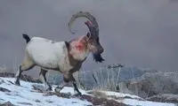 صحنه استثنایی از نبردی خونین در طبیعت ایران 