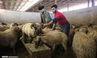 گوسفندان رومانیایی در تهران