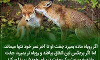 دانستنی‌ های جالب (230)