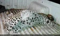 مرگ پلنگ ماده و چهار توله‌اش در یاسوج