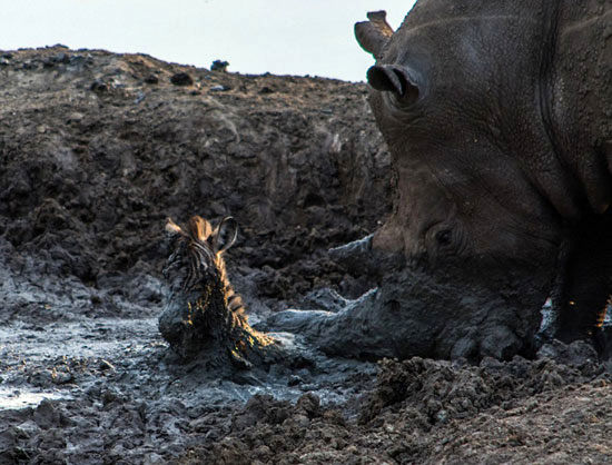 عکس: نجات بی‌فایده گوره‌خر توسط کرگدن