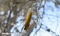 آغاز هجوم ملخ‌ها به کشور