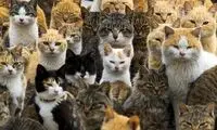 سخنرانی یک مرد ترکیه‌ای برای گربه‌ها درباره ماه رمضان
